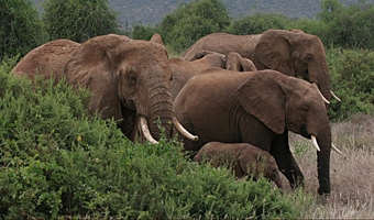 Elefanter, Samburu GR.
